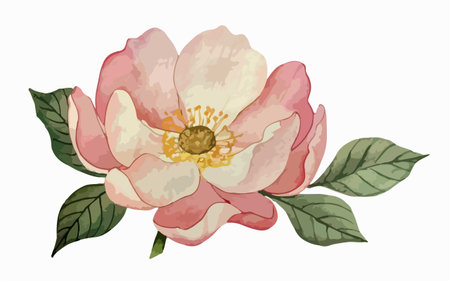 Beautiful watercolor illustration of a pink rose with green leaves.のイラスト素材