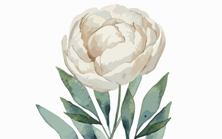 White peony flower with green leaves. Vector watercolor illustration.のイラスト素材