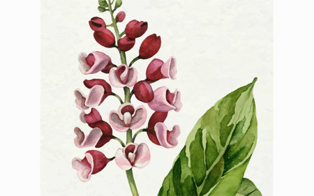 Watercolor illustration of red foxglove on a white background.のイラスト素材