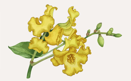 Illustration of yellow flowers with green leaves on a white background.