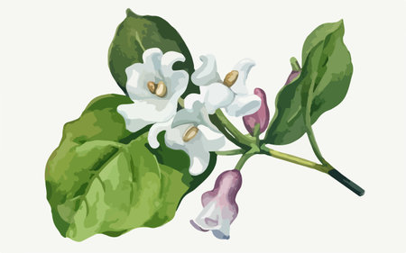Lilac flowers and leaves on a white background. Vector illustration.のイラスト素材