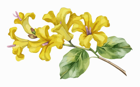 Yellow flower isolated on white background. Watercolor hand drawn illustration.のイラスト素材