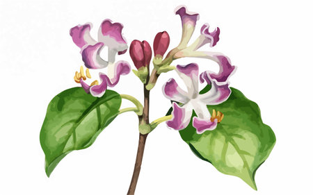 Illustration of a lilac branch with flowers on a white backgroundのイラスト素材
