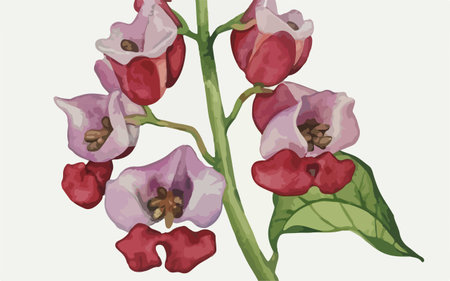Illustration of a bunch of lilac and red flowers on a white backgroundのイラスト素材