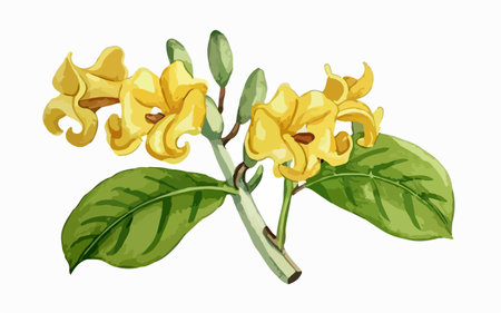 Yellow flowers on a branch with leaves. Vector illustration on white background.のイラスト素材