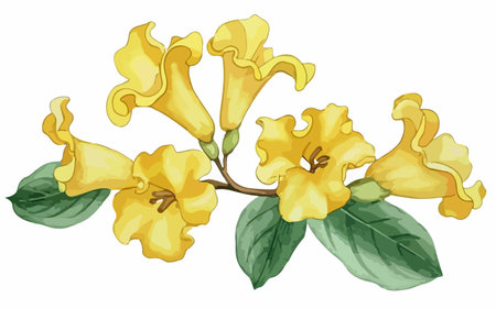 Yellow flowers on a white background. Vector illustration for your design.のイラスト素材