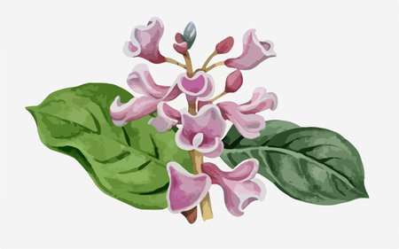 Illustration of lilac flowers with leaves on a white background.のイラスト素材