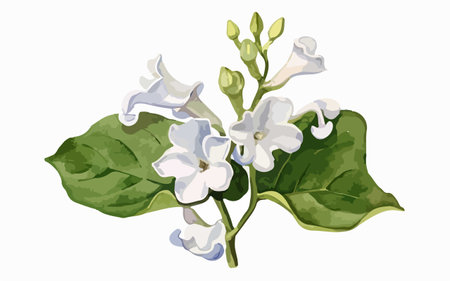 Illustration of white jasmine with green leaves on white backgroundのイラスト素材