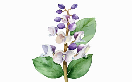 Illustration of a branch of purple flowers on a white background.のイラスト素材