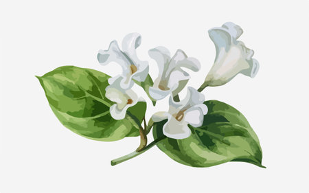 Branch of white flowers with green leaves. Watercolor illustration.のイラスト素材