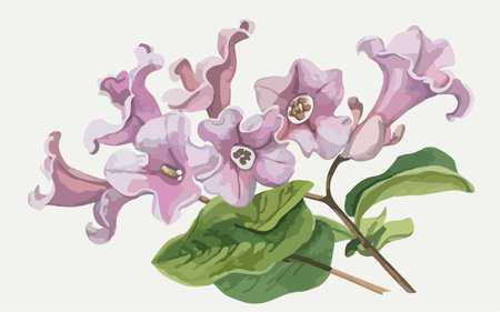 Illustration of lilac flowers on a white background, vector illustrationのイラスト素材