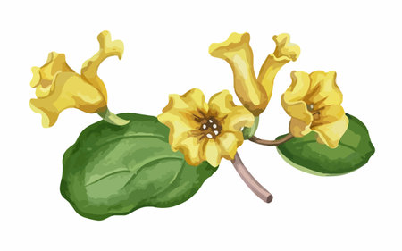 Illustration of yellow flowers and leaves isolated on a white background.のイラスト素材