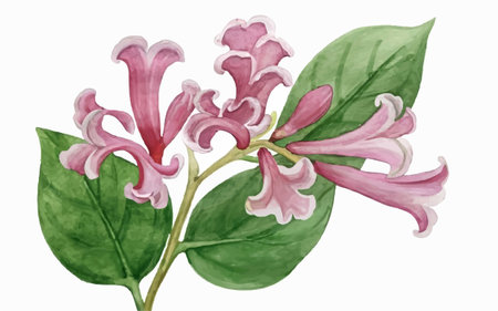 Lilac branch with pink flowers and green leaves. Watercolor illustrationのイラスト素材