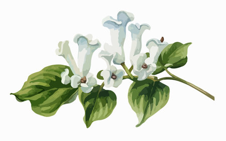 Illustration of white lilac flowers with green leaves on a white backgroundのイラスト素材