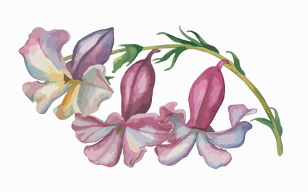 Hand drawn watercolor illustration of purple and pink flowers on white backgroundのイラスト素材