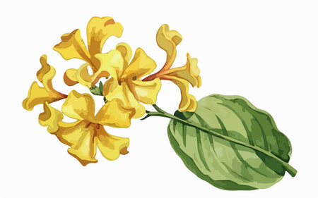 Illustration of yellow flowers on a white background. Vector illustration.のイラスト素材