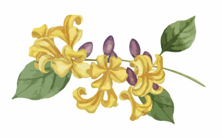 Illustration of yellow flowers with green leaves on a white background.のイラスト素材