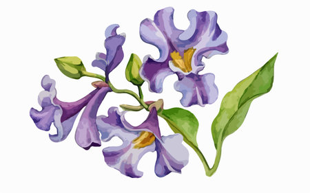 Lilac flowers on a white background. Watercolor illustration.のイラスト素材