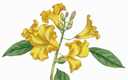 Illustration of Yellow Trumpet Flower on a White Background - Vectorのイラスト素材
