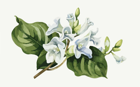 Beautiful hand drawn watercolor illustration of white jasmine flowers.のイラスト素材
