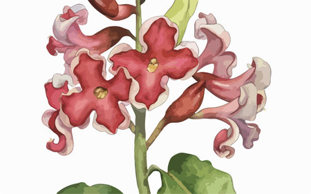 Illustration of a red and pink flower on a white background.のイラスト素材