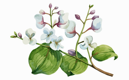 Illustration of a branch with flowers and leaves on a white backgroundのイラスト素材
