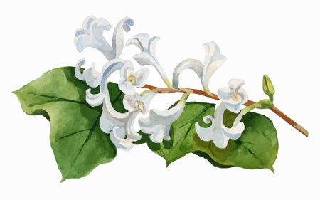 Illustration of a branch with white flowers and green leaves on a white backgroundのイラスト素材