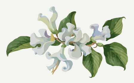 Branch of lilac with leaves and buds. Vector illustration.のイラスト素材