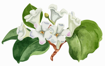 Illustration of a branch of white lilac on a white backgroundのイラスト素材