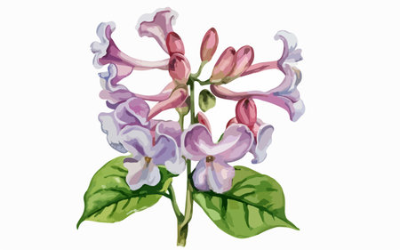 Illustration of lilac flowers with leaves on a white background.のイラスト素材