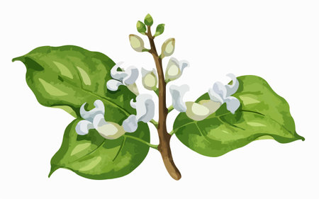 Coffee tree branch with leaves and flowers. Vector illustration.のイラスト素材