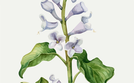 Illustration of lilac flower with leaves on a white background.のイラスト素材