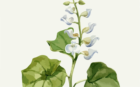Illustration of a white flower with green leaves on a white backgroundのイラスト素材