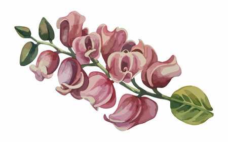 Illustration of a branch with pink orchid flowers on a white backgroundのイラスト素材