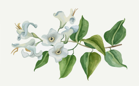 Bouquet of white and blue bindweed flowers. Vector illustration.のイラスト素材