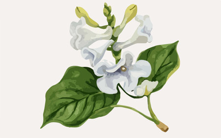 Illustration of a white flower with green leaves on a white backgroundのイラスト素材