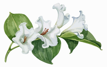 Illustration of a white jasmine flower on a white backgroundのイラスト素材