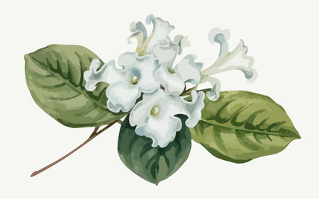 Illustration of a white flower on a branch with green leaves.のイラスト素材