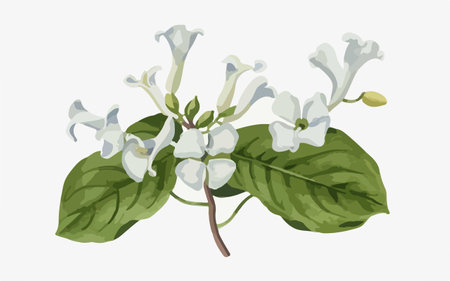 Illustration of a white flower with green leaves on a white backgroundのイラスト素材