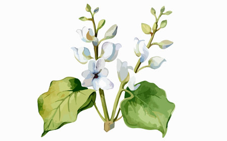 Illustration of a white flower on a white background with green leavesのイラスト素材