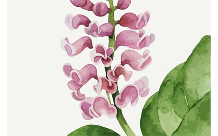 Illustration of a pink lupine on a white background.のイラスト素材