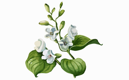 Illustration of a green branch with white flowers on a white backgroundのイラスト素材