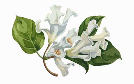 Illustration of a branch of a lilac with leaves on a white backgroundのイラスト素材