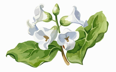 Illustration of a bunch of white flowers on a white background.のイラスト素材