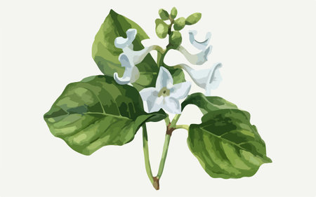 Illustration of a white flower with green leaves on a white backgroundのイラスト素材
