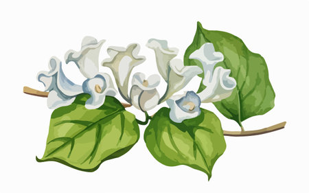 Bouquet of white flowers with green leaves. Vector illustration.のイラスト素材