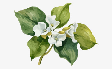 Illustration of white and green balsam flower on white backgroundのイラスト素材