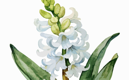 Watercolor illustration of Hyacinth flowers on a white background.のイラスト素材