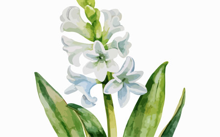 Illustration of hyacinth flowers on a white background. Watercolorのイラスト素材