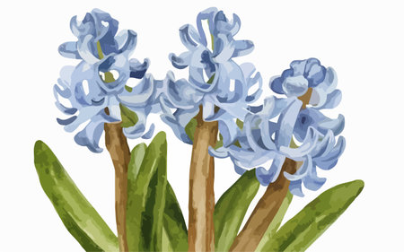 Blue hyacinths in watercolor style. Vector illustration.のイラスト素材